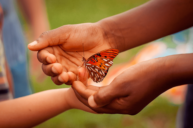 Monarch butterfly tagging. Photo by Stephanie Bowling.