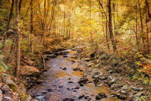 Smoky Mountains Fall creek with golden foliage
