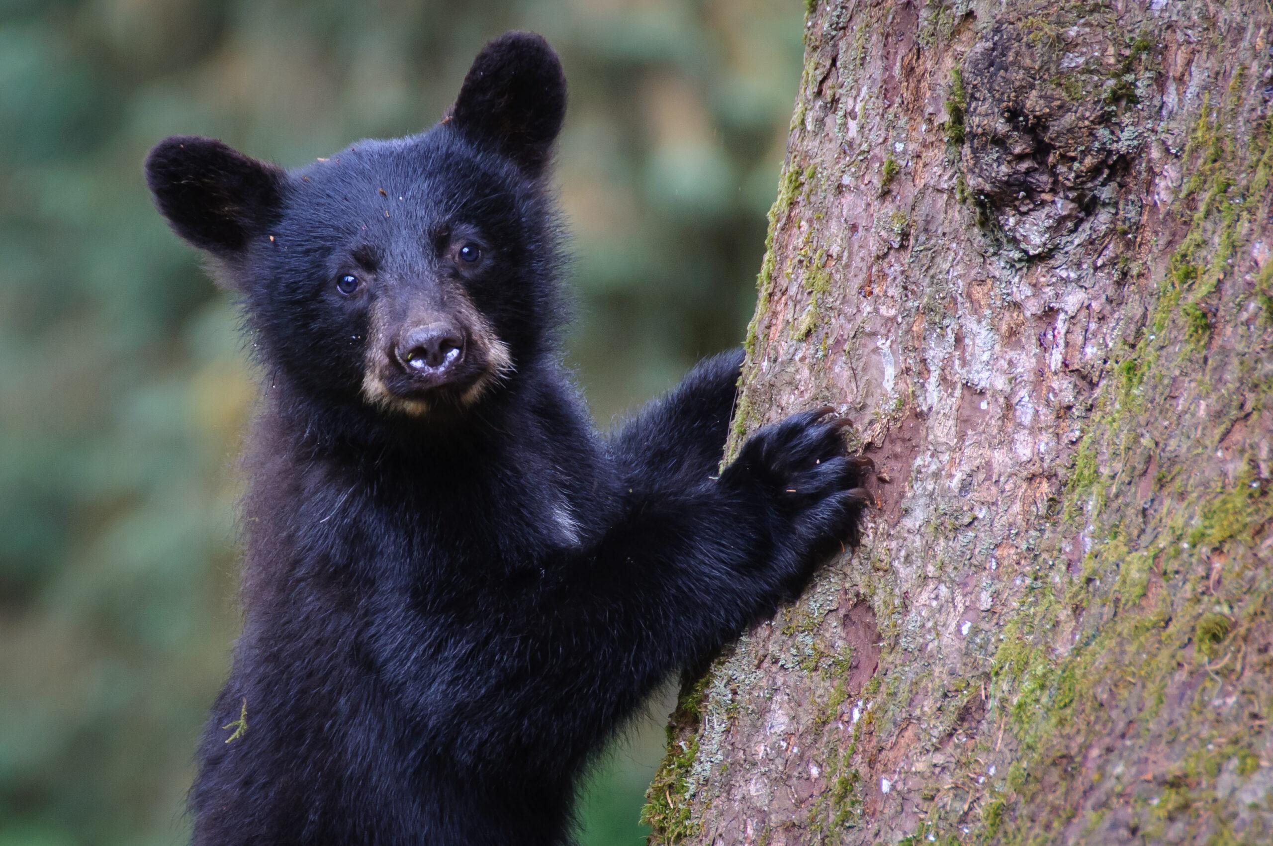 Black Bear Cub Climbing Tree in Smoky Mountain National Park