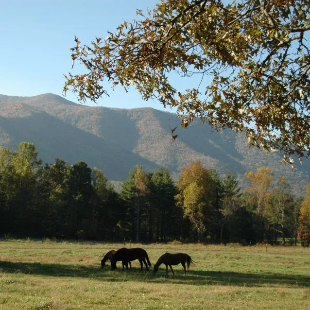 Riding Stables at Cades Cove National Park Blount Tourism