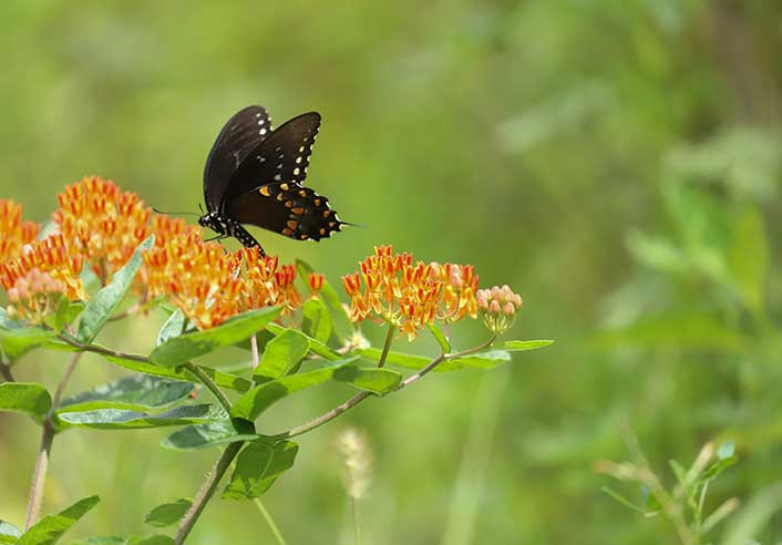 Butterfly on a flower in the Great Smokey National Park