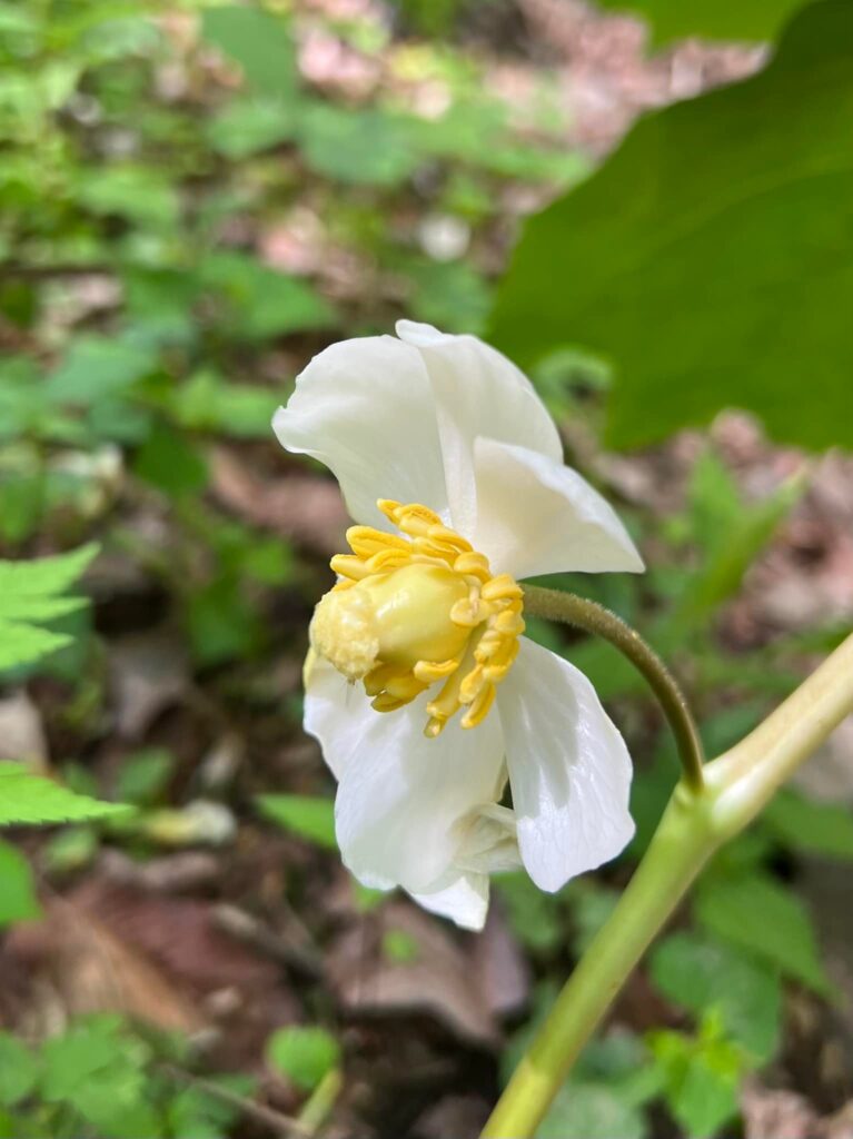 Wildflowers of the Smoky Mountains - Photographer Randy Ratliff