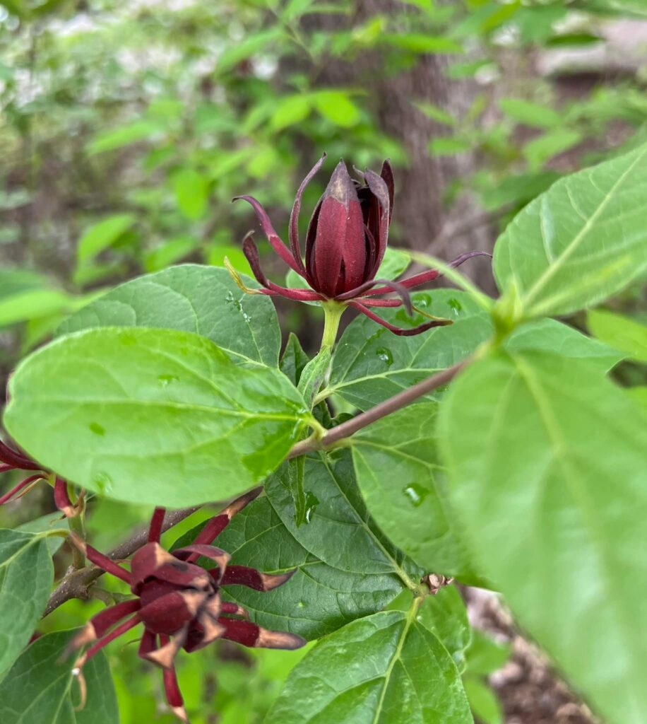 Wildflowers of the Smoky Mountains - Photographer Randy Ratliff