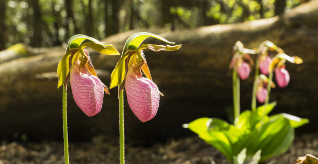 Pink Lady Slipper