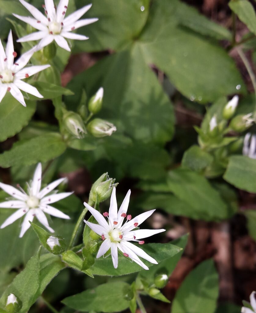 Starry Chickweed - Stellaria Pubera