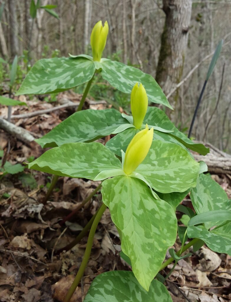Yellow Trillium- Trillium luteum