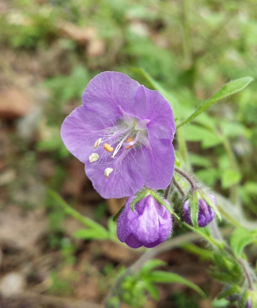 Purple Phacelia