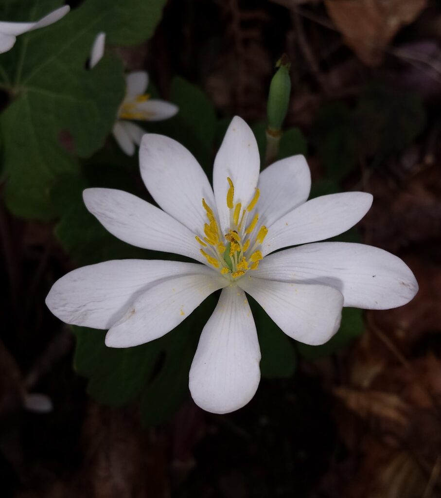 Bloodroot - Sanguianaria canadensis