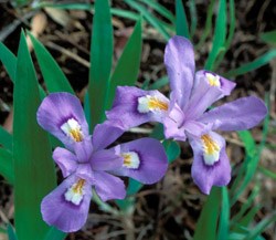 Crested Dwarf Iris - Iris Cristata
