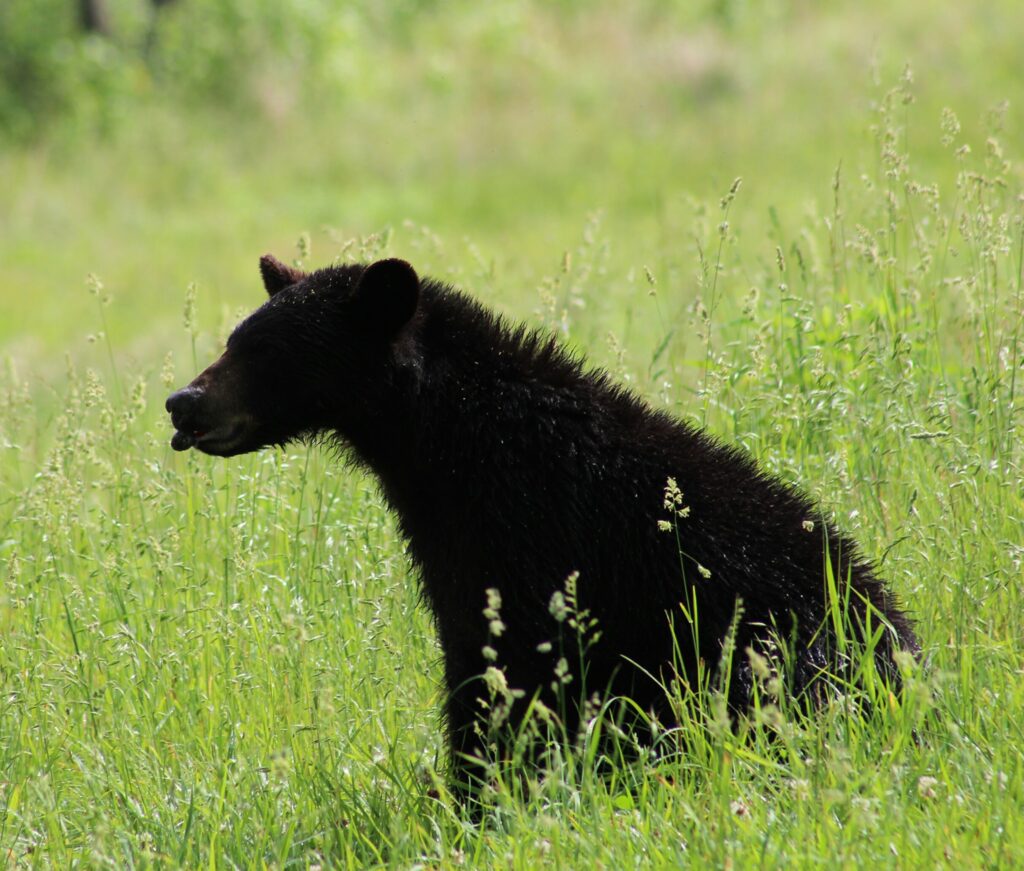 Black Bear in the Smokies