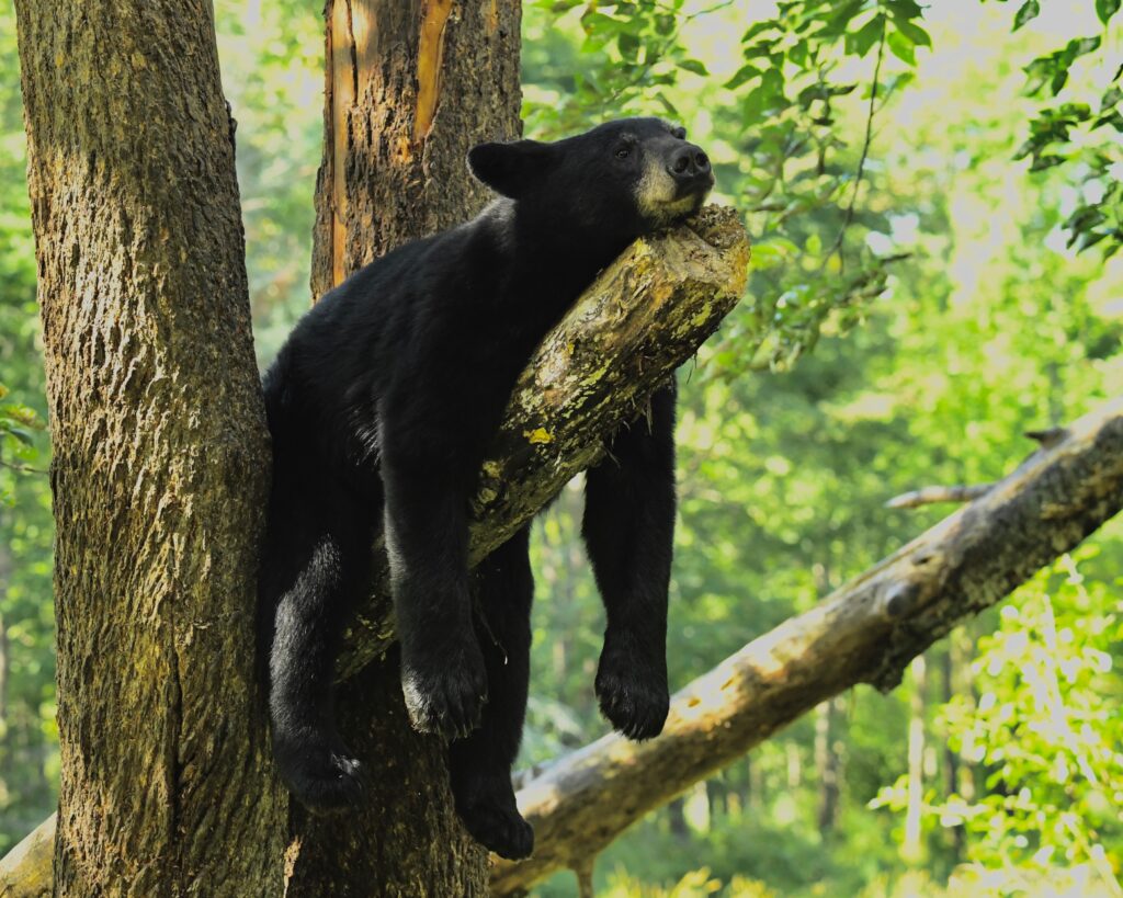 Black Bear lounging in a tree