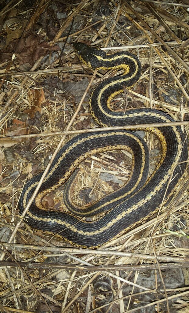 What to Know About Snakes in the Smokies Blount Tourism