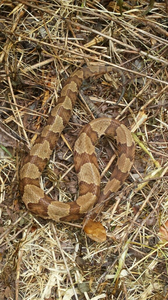 northern copperhead in the great smoky mountain national park