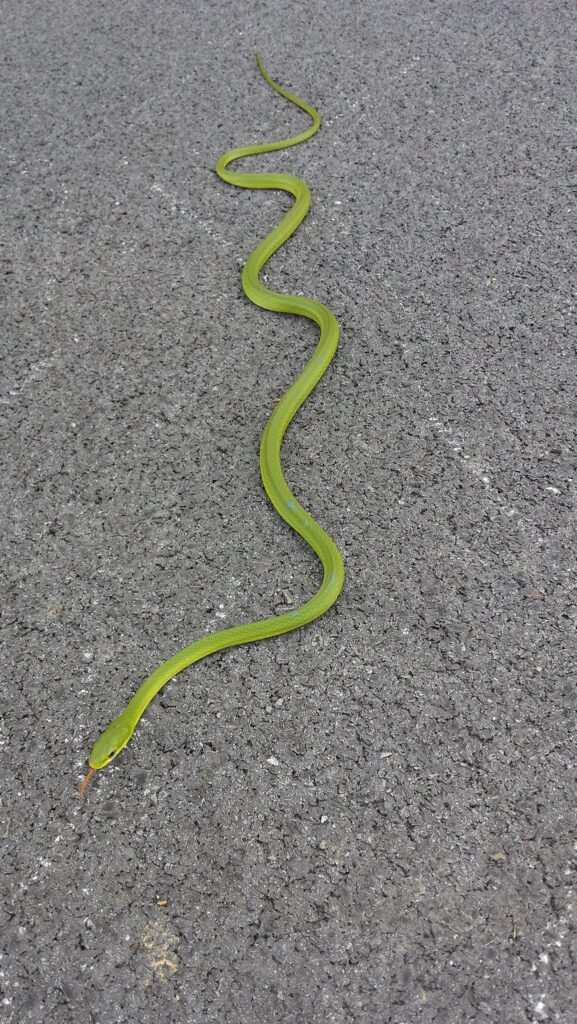 rough green snake spotted in the great smoky mountains