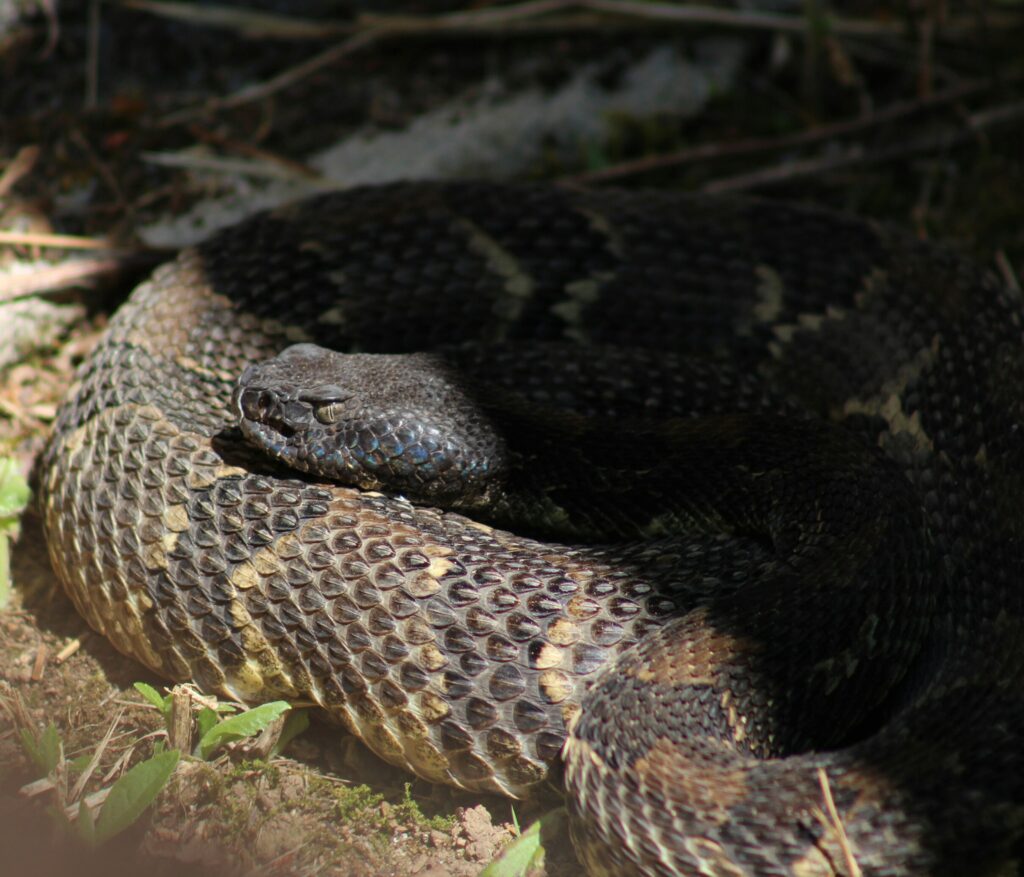 timber rattler in the great smoky mountains