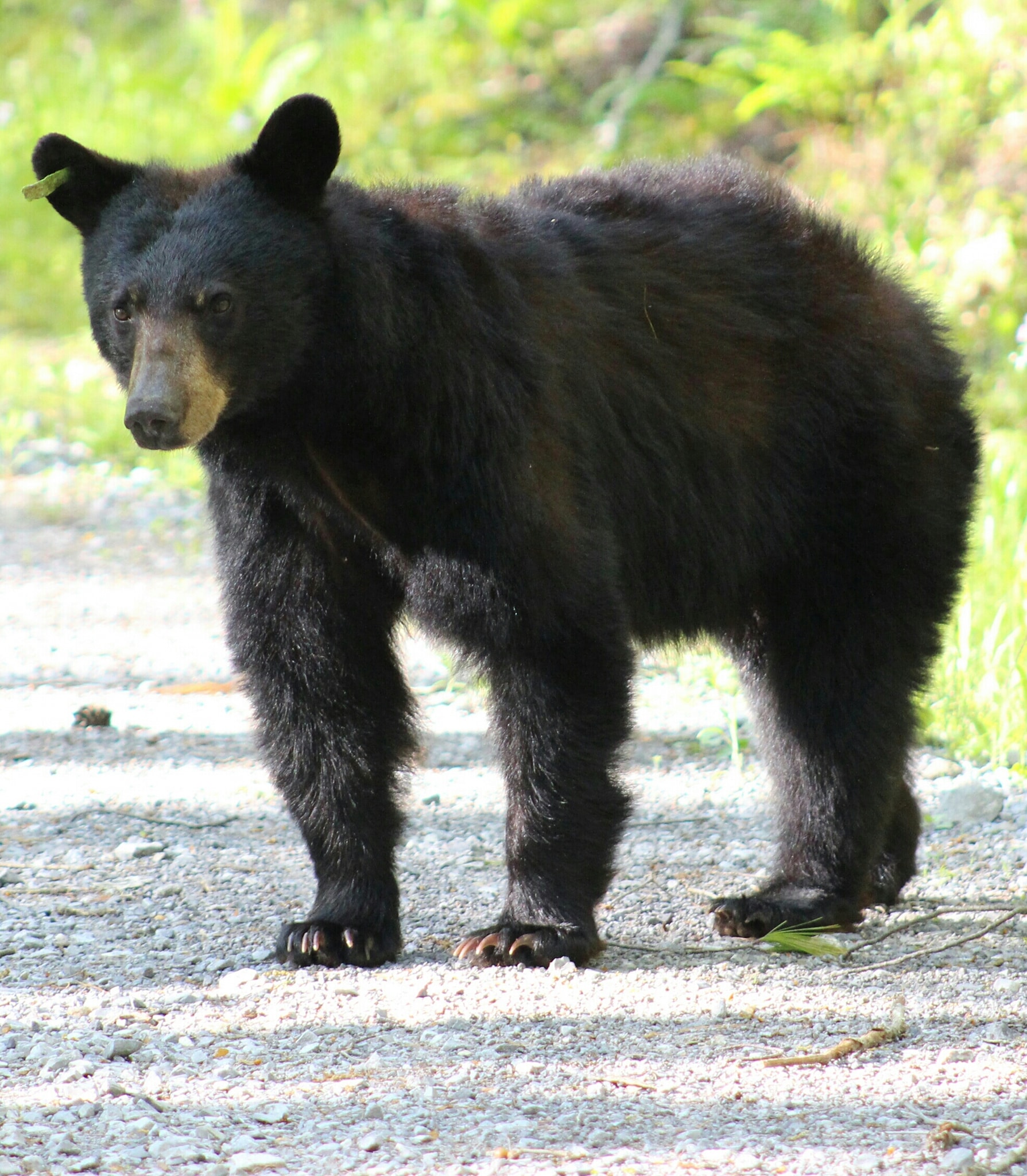 Black Bear in the Smoky Mountains
