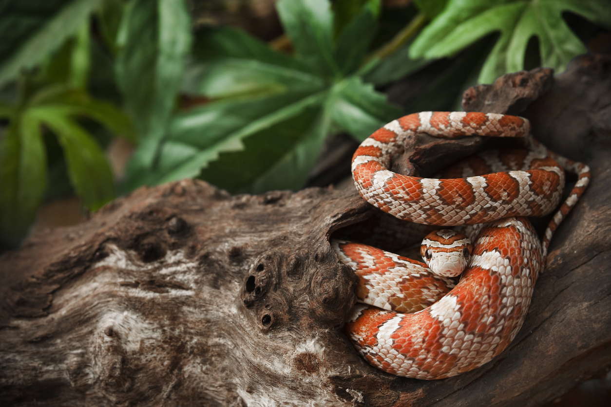 Corn Snake in the Smoky Mountains