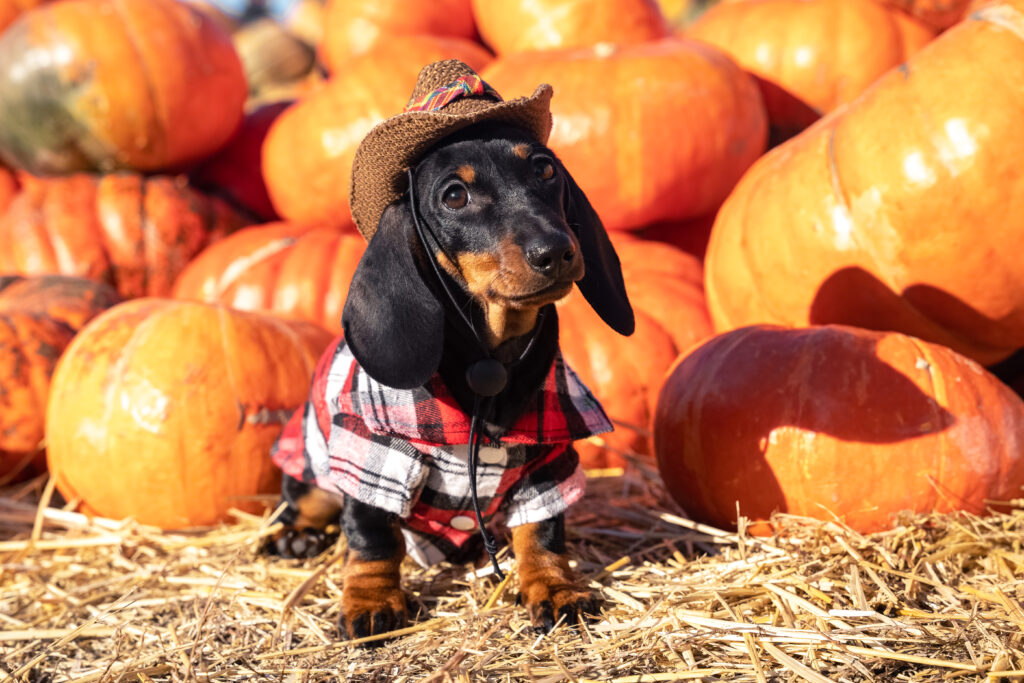 funny Dachshund puppy, dressed in a village check shirt and a cowboy hat, standing nearby a heap a pumpkin harvest at the fair in the autumn. dog prepares for Halloween, chooses a pumpkin