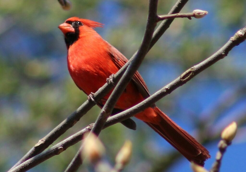 Cardinal in Cades Cove