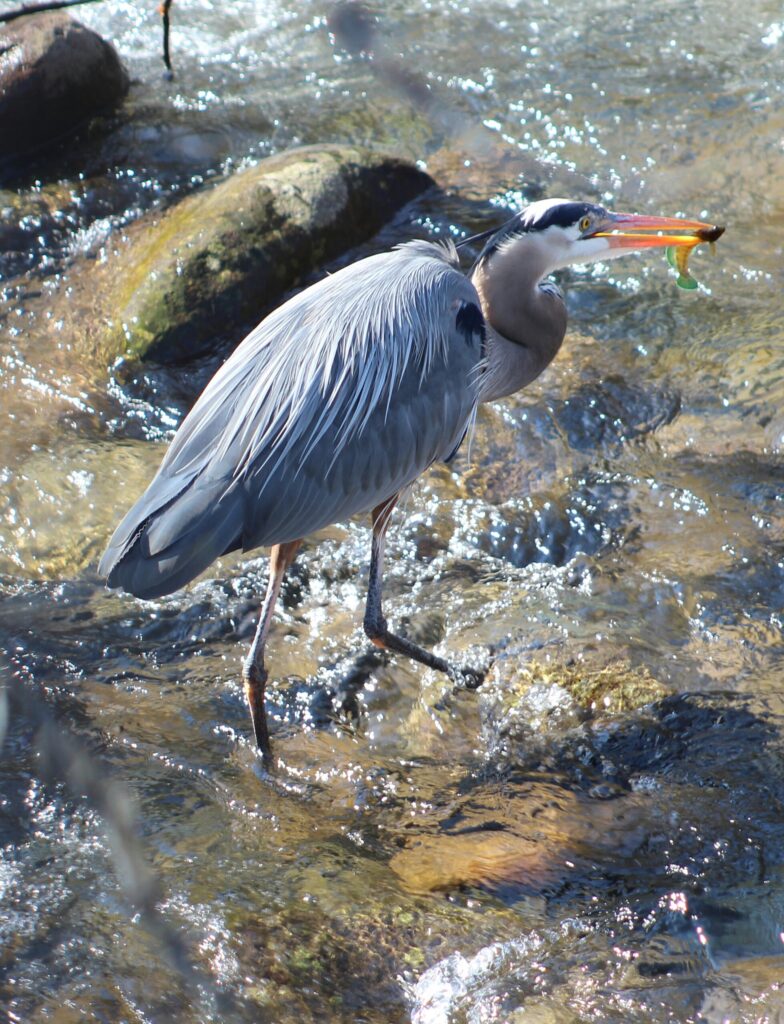 Crane in stream in the Smokies
