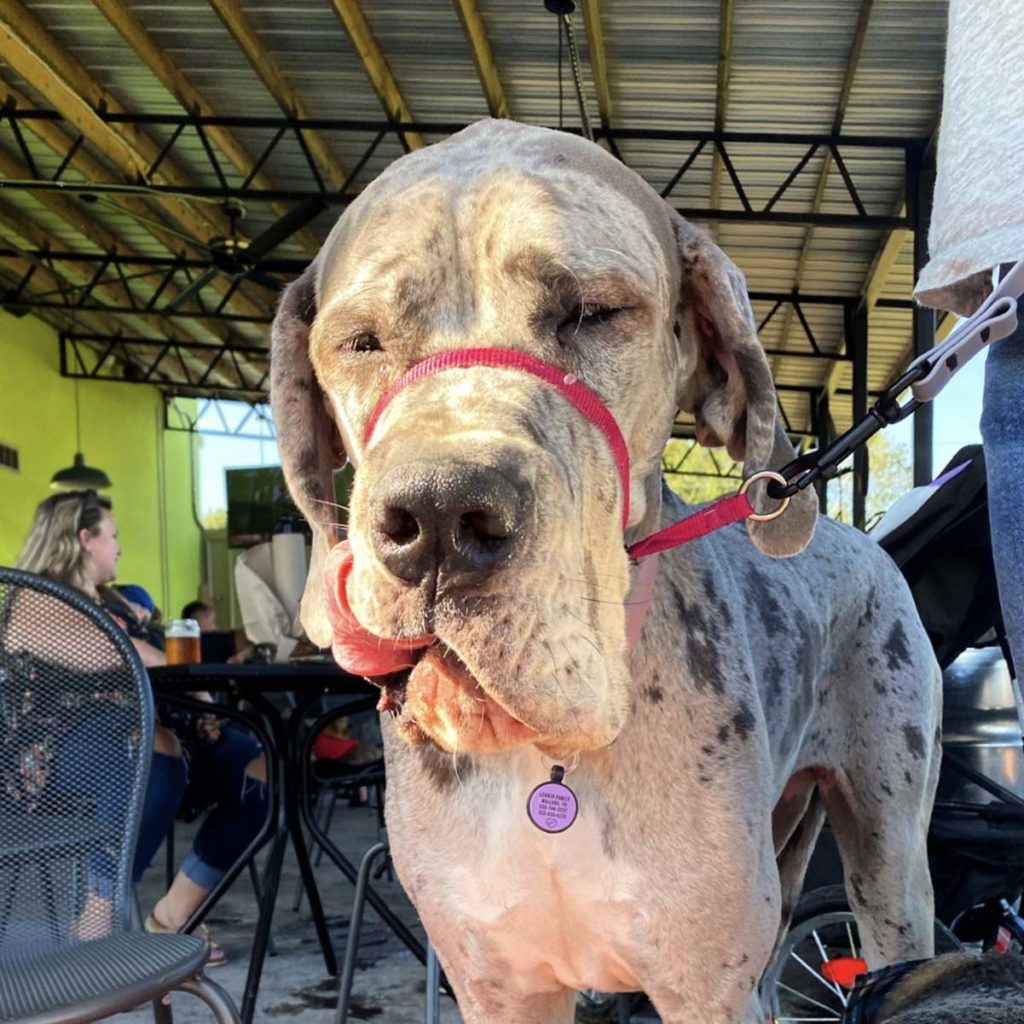 Peaceful Side Social Dog