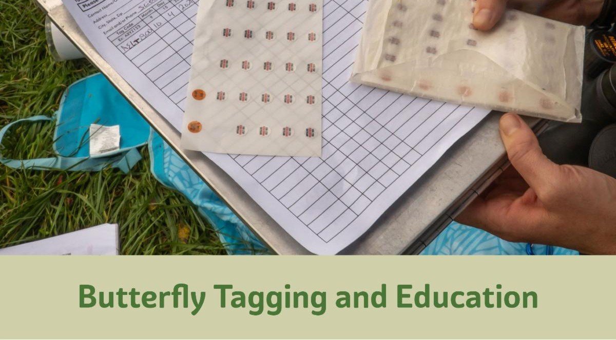 Monarch Butterfly Tagging and Butterfly Education